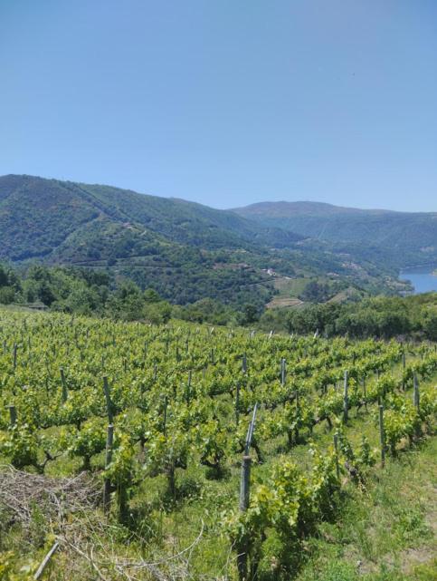 O Recuncho Da Isa - Ribeira Sacra Pereiro de Aguiar